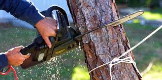 Best Fruit Tree Pruning  in Baird, TX