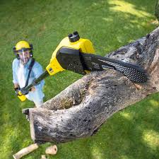 Best Tree Removal Service  in Baird, TX