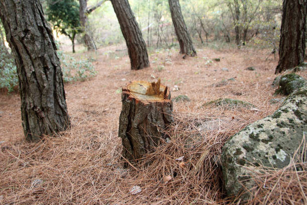 Best Lot and Land Clearing  in Baird, TX