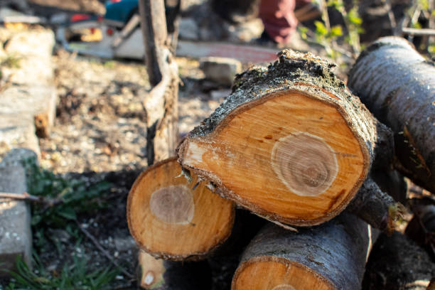 Best Firewood Processing and Delivery  in Baird, TX