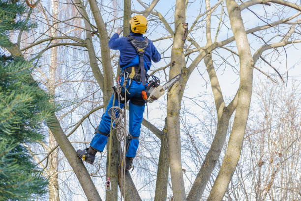 How Our Tree Care Process Works  in  Baird, TX