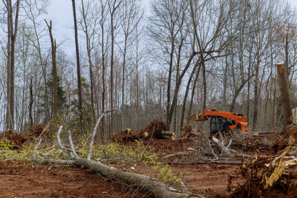 Best Emergency Tree Removal  in Baird, TX