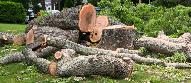 Best Utility Line Clearance  in Baird, TX