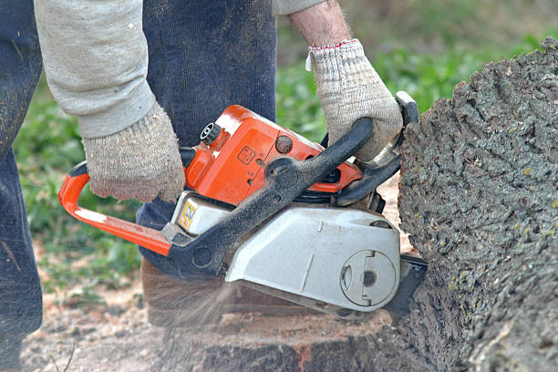 Best Arborist Consultation Services  in Baird, TX