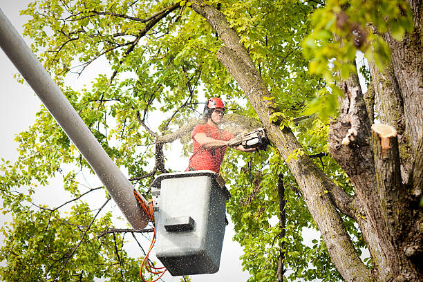 Best Palm Tree Trimming  in Baird, TX