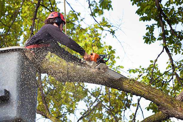 Best Tree Health Inspection  in Baird, TX