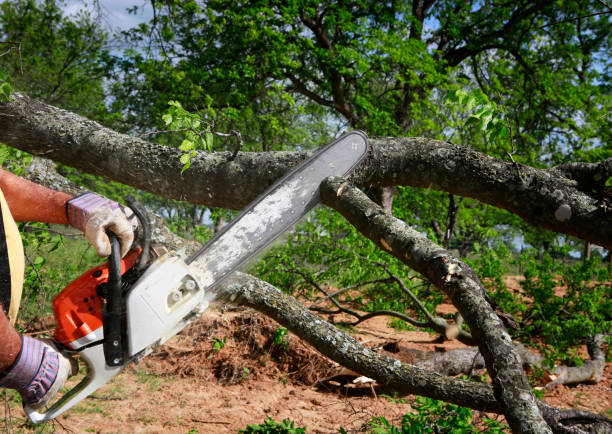 Best Tree Preservation Services  in Baird, TX